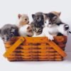 Little kittens